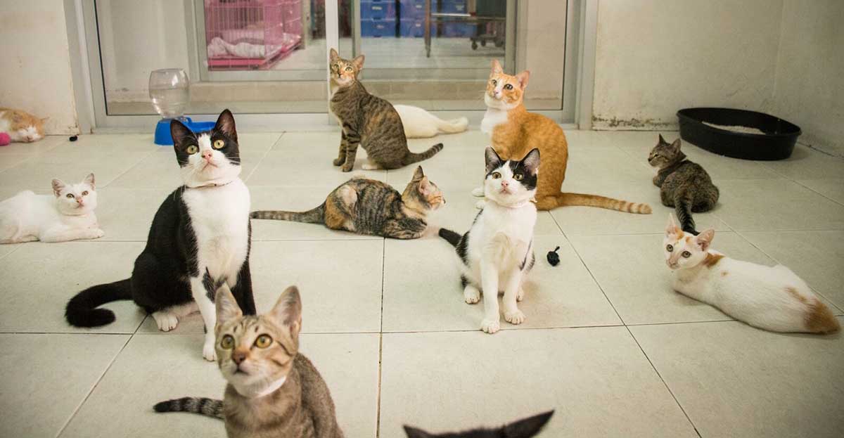 Cats for adoption.