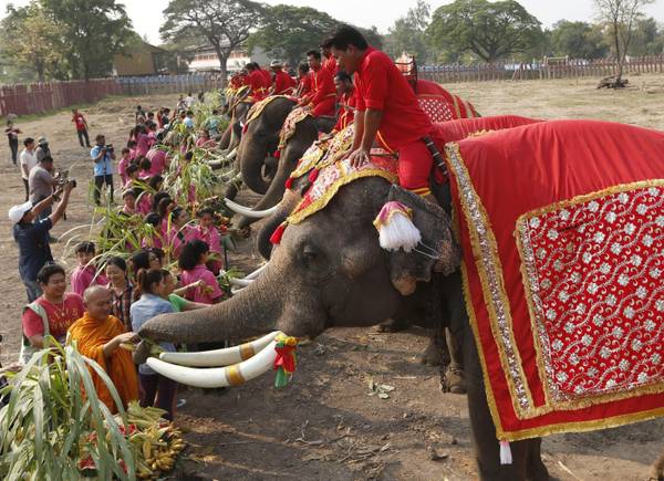 Thailandia festa degli elefanti.