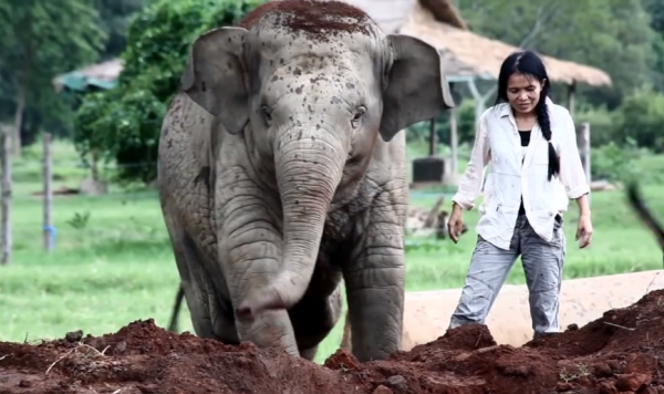 Non Tirare La Coda All'Elefante