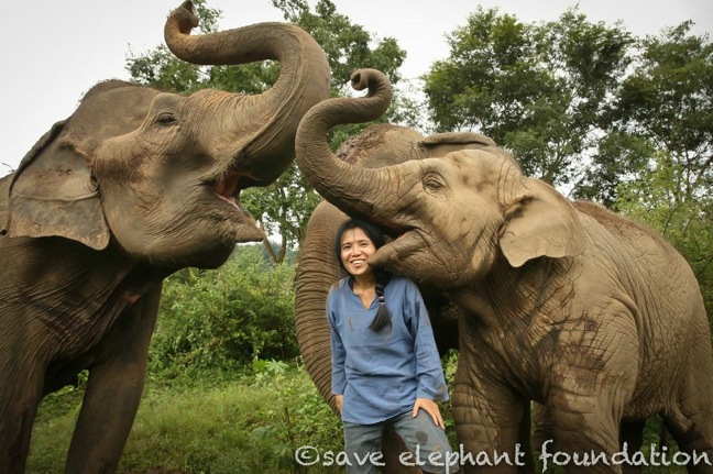 Non Tirare La Coda All'Elefante