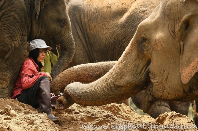 Non Tirare La Coda All'Elefante