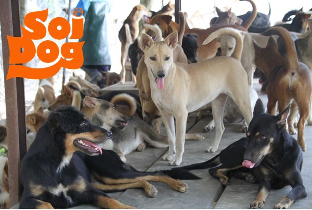 Soi dogs 4.