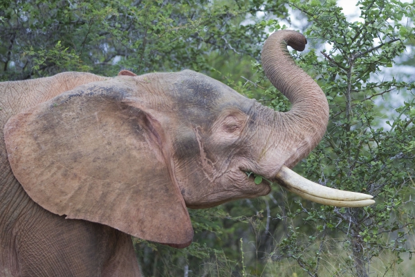 Non Tirare la Coda all'Elefante